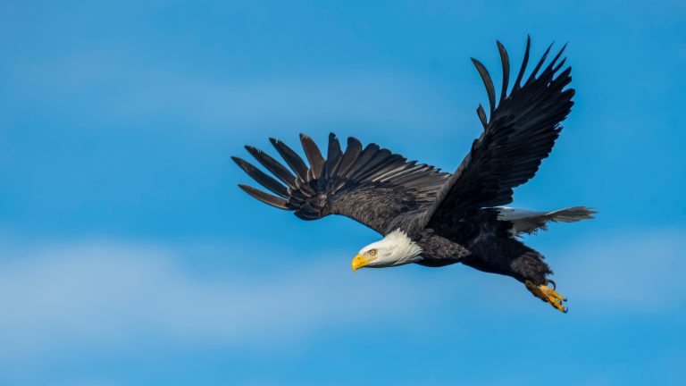 7 Highly Effective Habits Of Eagles